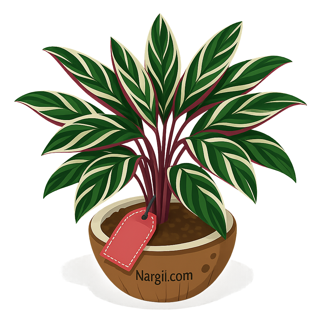  Nargil - Calathea triostar